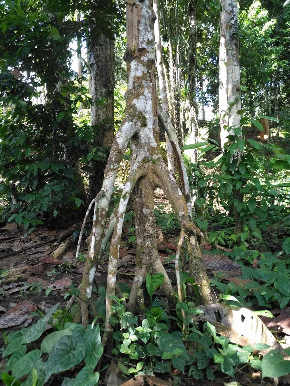 Chullachakki